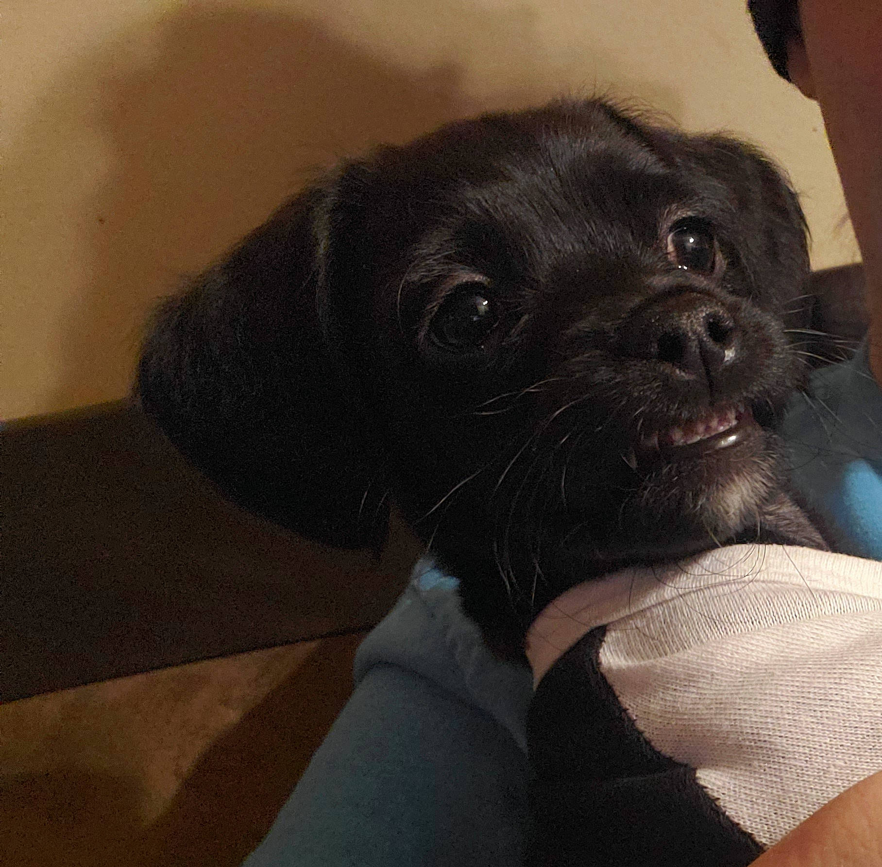 Kobe joined the competition — help win amazing prizes! borador, canidae, carnivore, comfort, companion_dog, dog, dog_breed, dog_collar, fawn, fur, gun_dog, liver, paw, pet_supply, puppy, puppy_love, snout, sporting_group, whiskers, working_animal