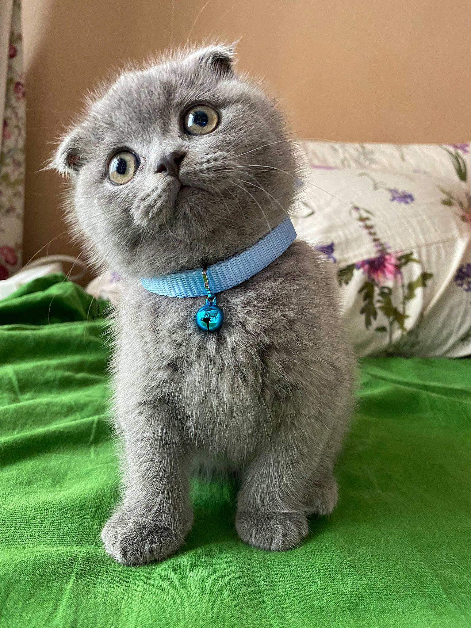 Poutine a rejoint le concours — aidez-le/la à gagner de superbes lots ! art, carnivore, cat, curtain, domestic_short_haired_cat, electric_blue, fawn, felidae, fur, grass, photo_caption, plant, russian_blue, small_to_medium_sized_cats, snout, tail, terrestrial_animal, whiskers