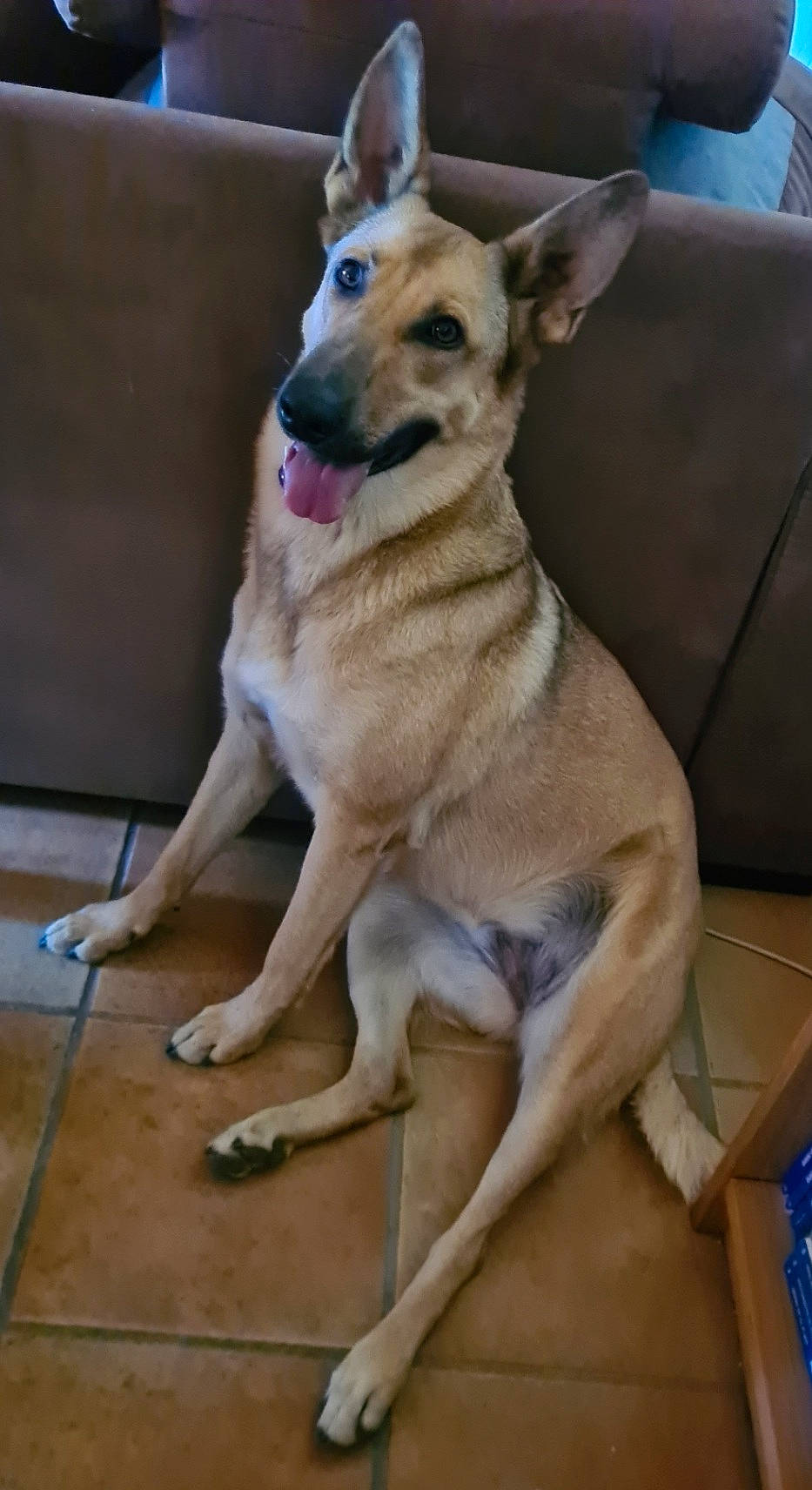 Only participe au concours pour gagner de l'argent avec cette photo : ancient_dog_breeds, canidae, carnivore, collar, companion_dog, dog, dog_breed, dog_collar, dog_supply, fawn, flooring, paw, snout, sporting_group, tail, terrestrial_animal, whiskers, wood, working_animal, working_dog