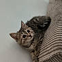 adorable, animal, beige, cat, climbing, couch, curious, cute, ears, eyes, feline, fur, indoor, kitten, pet, playful, tabby, texture, whiskers, young