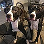 Target is registered to the contest to win money with this photo: animal, attention, black_and_white, canine, carpet, companions, dog, domestic, ears, floor, fur, home_interior, indoor, looking_up, pet_crate, pets, standing, tail, two_dogs, water_bowl