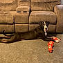Target joined the competition — help win amazing prizes! animal, black_and_white, brown, carpet, chewing, cute, dog, furniture, home, indoor, laying_down, living_room, long_tail, looking, pet, playing, relaxed, sofa, toy, white_markings