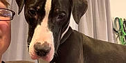 Target is registered to the contest to win money with this photo: affectionate, animal, black_and_white, brown_hair, casual_clothing, close_up, companion, couch, curtains, dog, domestic, face, friendly, glasses, hand, indoor, leashes, person, pet, portrait