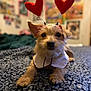 Annabelle is registered to the contest to win money with this photo: dog, small_dog, pet, bed, blanket, costume, heart, headband, cute, indoor, animal, furry, lying_down, collar, brown_fur, black_nose, whiskers, ears, blurred_background, soft_texture