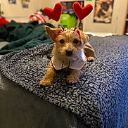 Annabelle joined the competition — help win amazing prizes! dog, small_dog, pet, heart_headband, costume, bed, blanket, indoor, cute, lying_down, furry, animal, collar, soft_focus, cozy, decor, wall_art, room, blurred_background, cute_pet