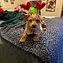 dog, small_dog, pet, heart_headband, costume, bed, blanket, indoor, cute, lying_down, furry, animal, collar, soft_focus, cozy, decor, wall_art, room, blurred_background, cute_pet
