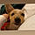 Annabelle