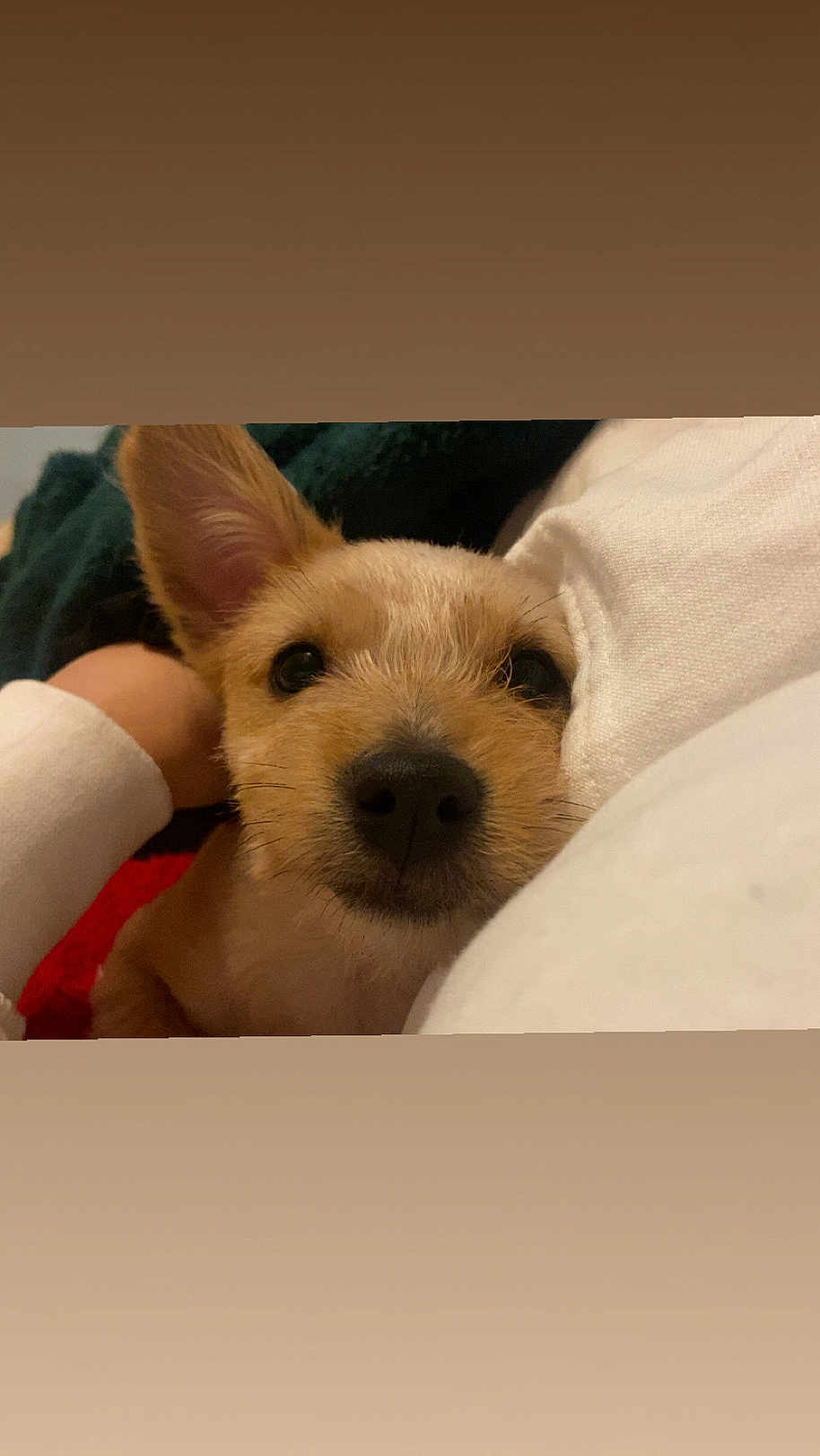 Annabelle joined the competition — help win amazing prizes! puppy, dog, close_up, cute, snuggling, cozy, pet, fur, ears, nose, person, hand, white_clothing, indoor, warm, adorable, animal, friendship, companion, affection