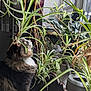 cat, cozy, curious, decor, domestic, feline, fur, greenery, home, houseplants, indoor, leaf, natural_light, pet, plant_pots, side_profile, sunlight, watering_can, window, wooden_furniture