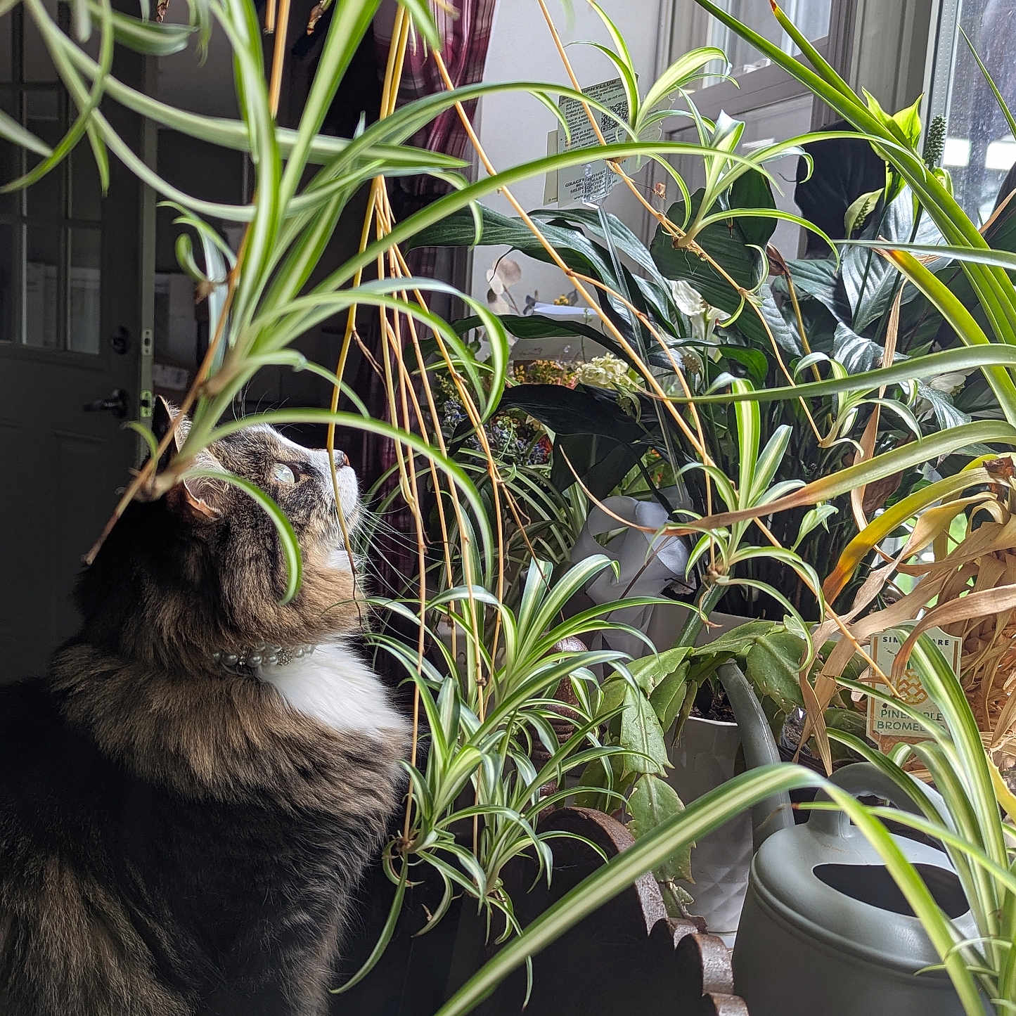Leo joined the competition — help win amazing prizes! cat, cozy, curious, decor, domestic, feline, fur, greenery, home, houseplants, indoor, leaf, natural_light, pet, plant_pots, side_profile, sunlight, watering_can, window, wooden_furniture