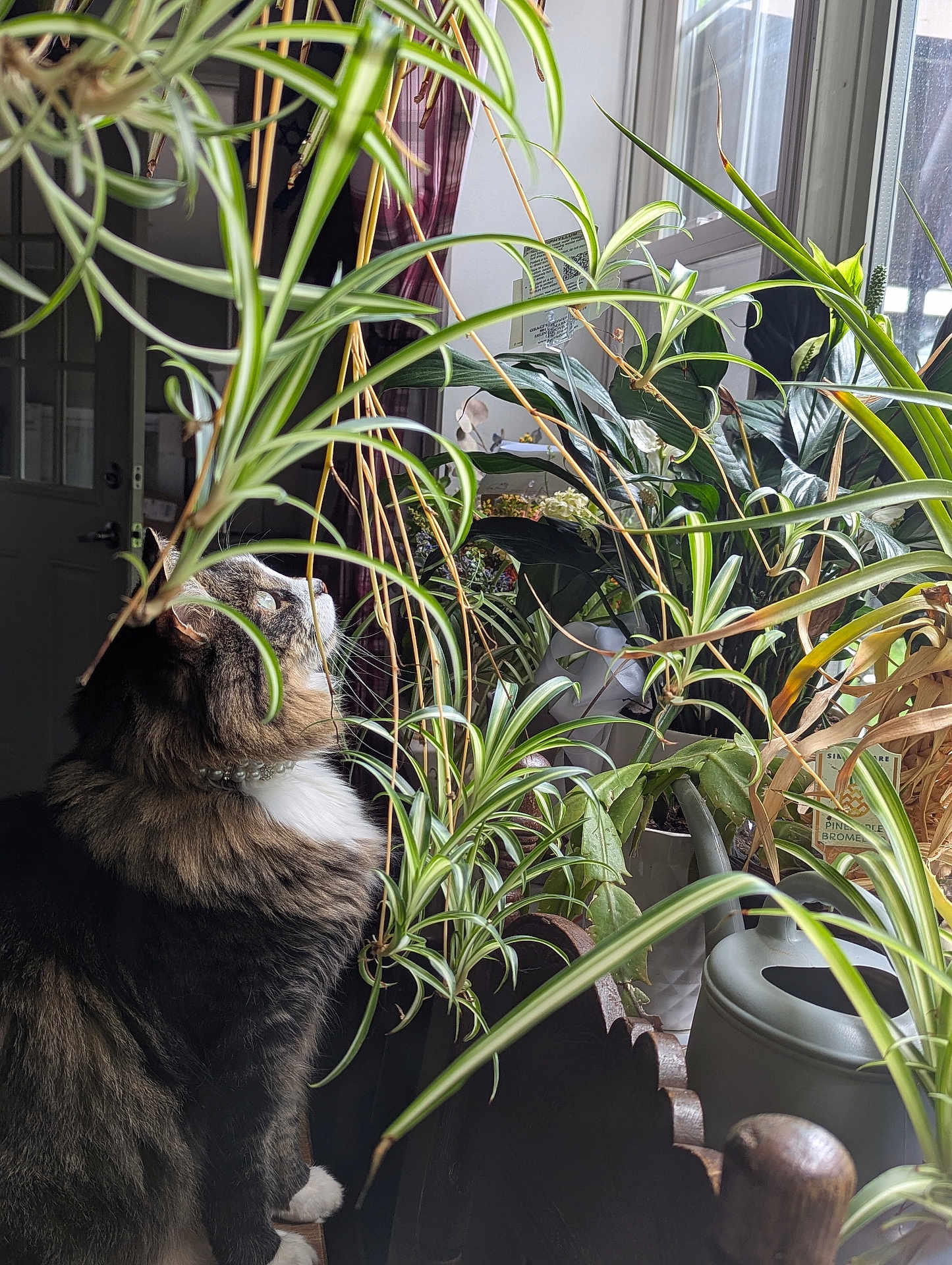 Leo joined the competition — help win amazing prizes! cat, cozy, curious, decor, domestic, feline, fur, greenery, home, houseplants, indoor, leaf, natural_light, pet, plant_pots, side_profile, sunlight, watering_can, window, wooden_furniture