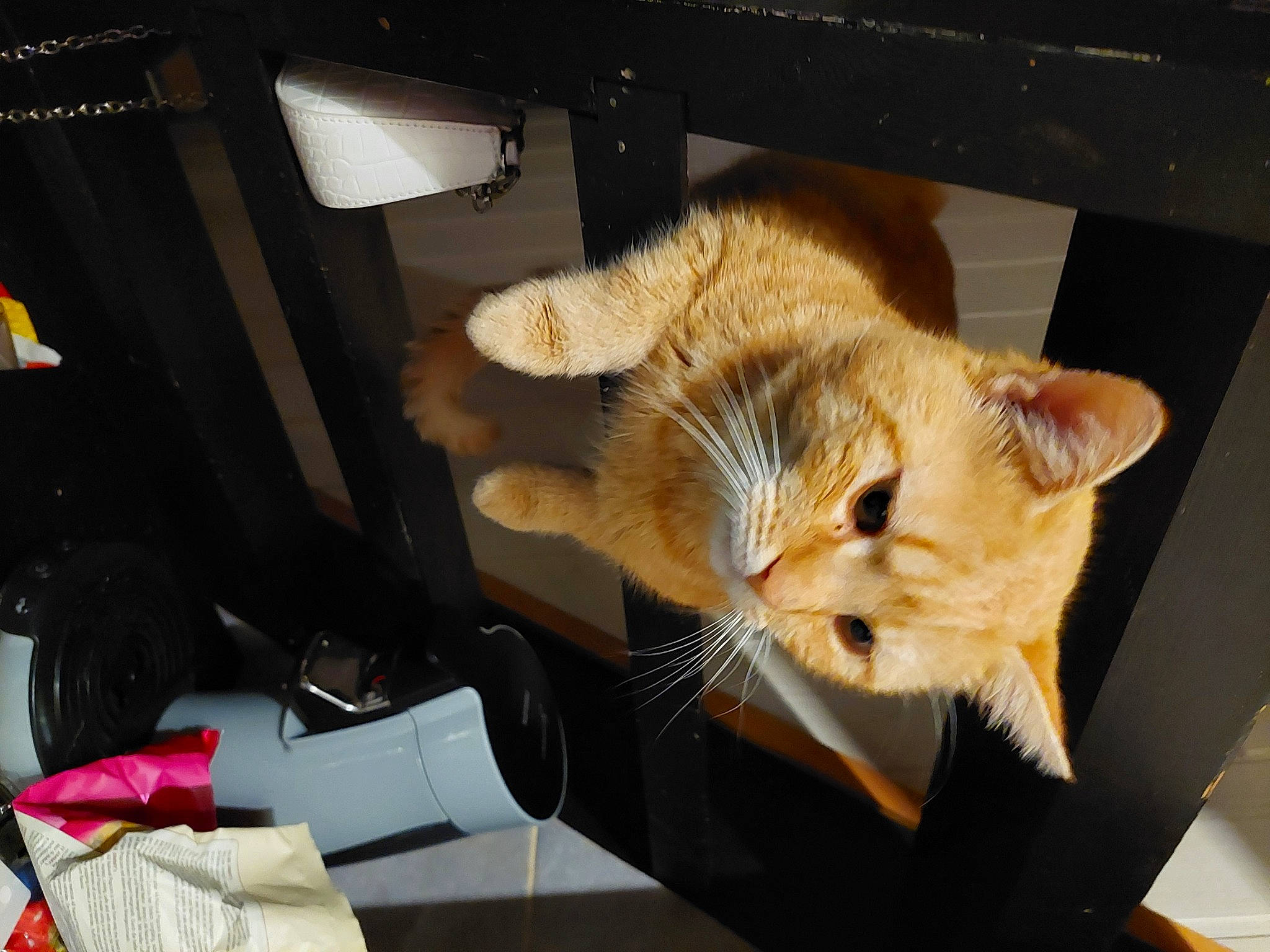 Jean Claude a rejoint le concours — aidez-le/la à gagner de superbes lots ! canidae, carnivore, cat, chair, claw, comfort, domestic_short_haired_cat, fawn, felidae, fur, lap, paw, room, small_to_medium_sized_cats, snout, sporting_group, tail, whiskers, window, wood