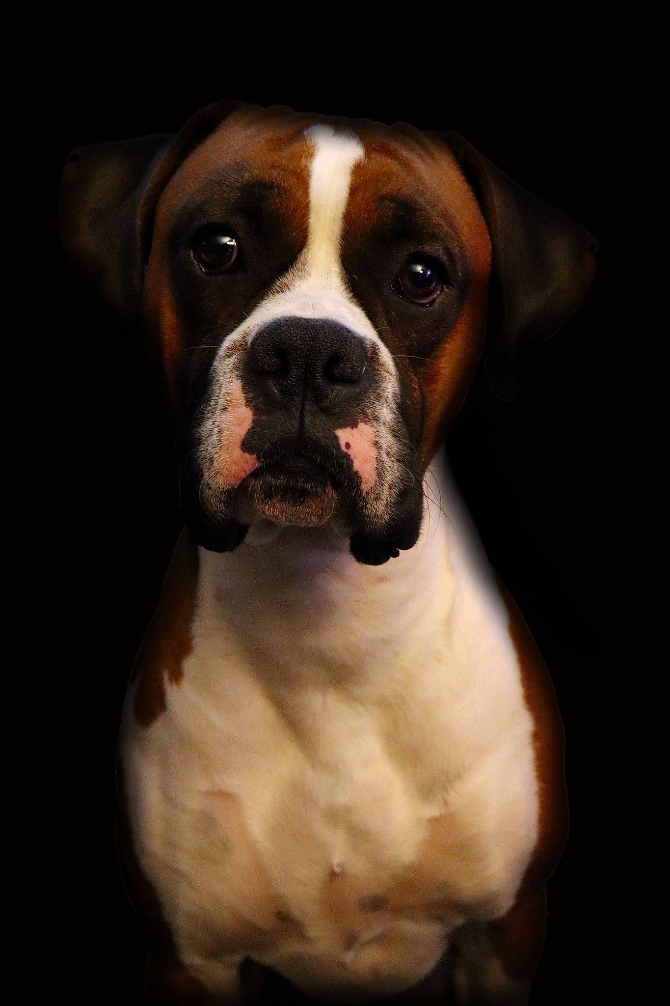 Samson joined the competition — help win amazing prizes! brown, canidae, carnivore, companion_dog, dog, dog_breed, fawn, liver, non_sporting_group, snout, sporting_group, terrestrial_animal, vertebrate, whiskers, working_animal, working_dog