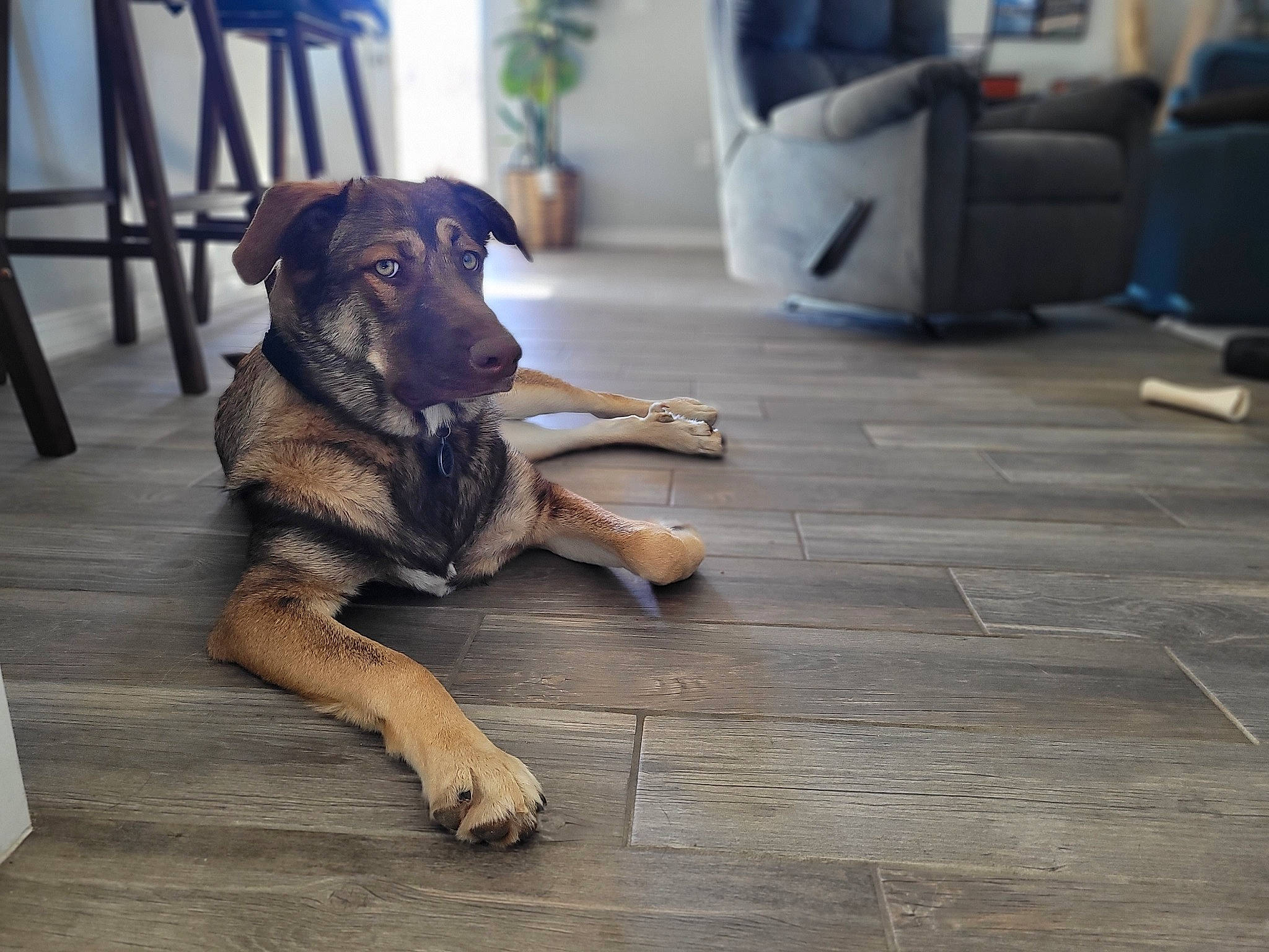 Juno joined the competition — help win amazing prizes! canidae, carnivore, comfort, companion_dog, dog, dog_breed, fawn, floor, flooring, guard_dog, hardwood, houseplant, pet_supply, sitting, snout, sporting_group, tail, terrestrial_animal, wood, working_animal