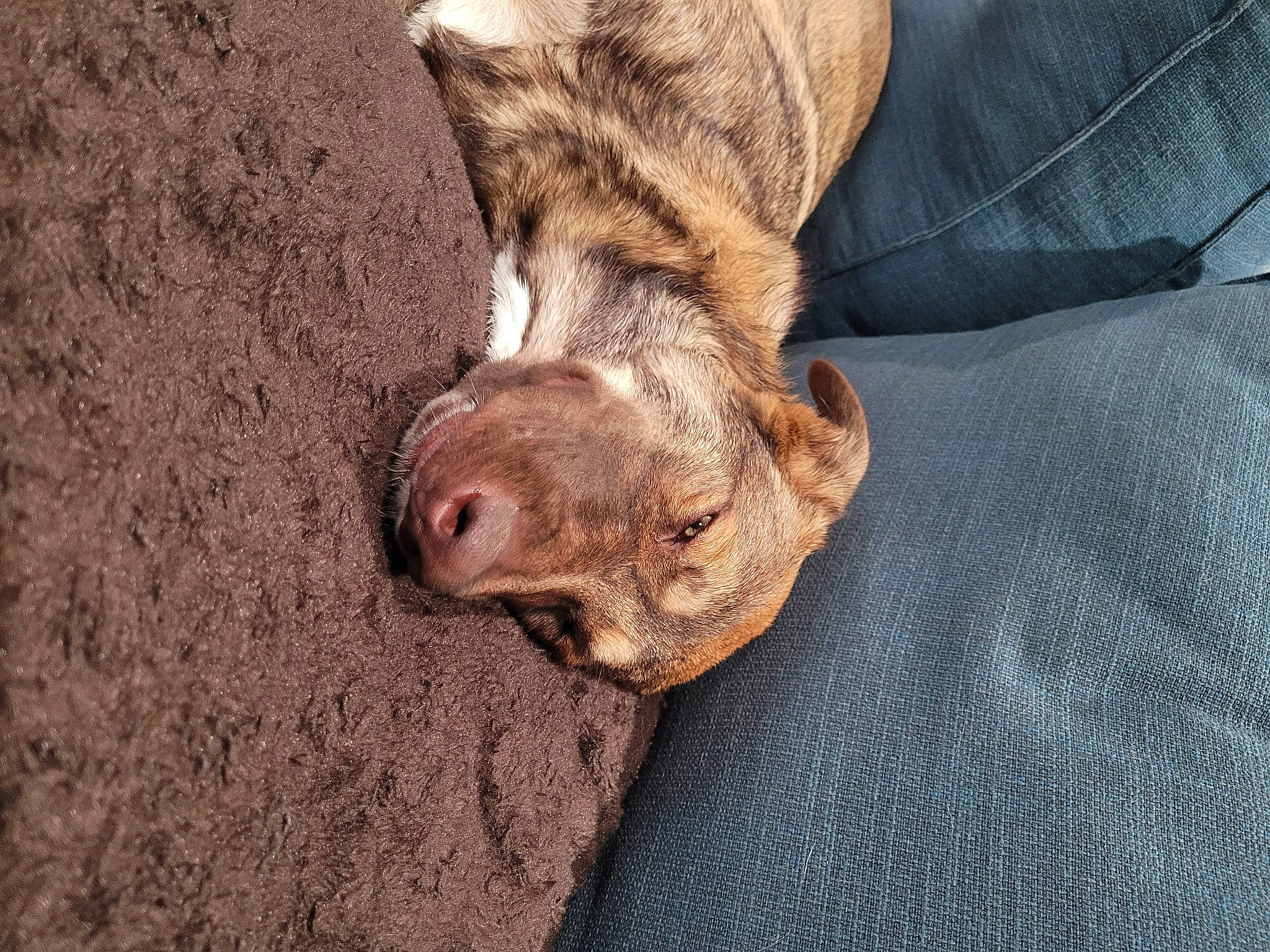 Juno joined the competition — help win amazing prizes! canidae, carnivore, comfort, companion_dog, dog_breed, domestic_short_haired_cat, fawn, felidae, foot, fur, human_leg, paw, small_to_medium_sized_cats, snout, soil, sporting_group, tail, terrestrial_animal, whiskers, wood