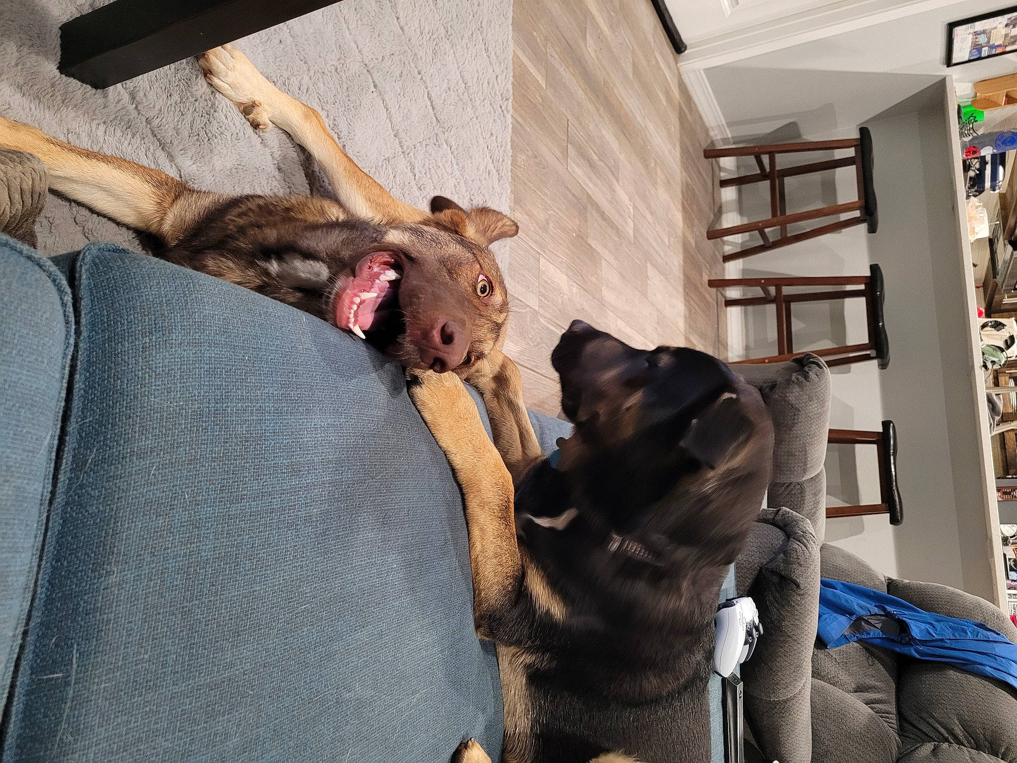 Juno joined the competition — help win amazing prizes! bookcase, canidae, carnivore, comfort, companion_dog, couch, dog, dog_breed, fawn, felidae, fur, mammal, room, shelf, small_to_medium_sized_cats, snout, sporting_group, vertebrate, wood, working_animal