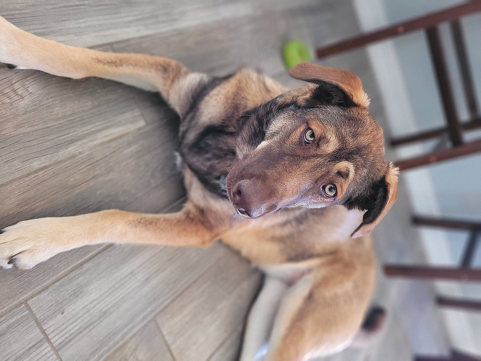 Juno joined the competition — help win amazing prizes! canidae, carnivore, companion_dog, dog, dog_breed, fawn, flooring, fur, german_shepherd_dog, hardwood, old_german_shepherd_dog, paw, plant, snout, sporting_group, street_dog, terrestrial_animal, wood, working_animal, working_dog