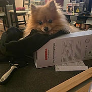 Lance is registered to the contest to win money with this photo: box, brown_fur, brush, chair, cloth, collectibles, cozy, curious, cute, dog, furniture, grooming_dryer, home, indoor, living_room, pet, pomeranian, small_dog, table, television