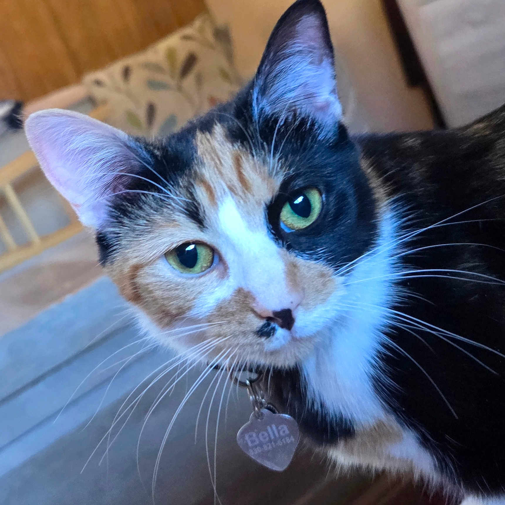 Isabella joined the competition — help win amazing prizes! cat, calico, close_up, indoor, pet, animal, green_eyes, whiskers, collar, name_tag, feline, curious, face, ears, bedroom, pillow, soft_light, domestic, cute, portrait
