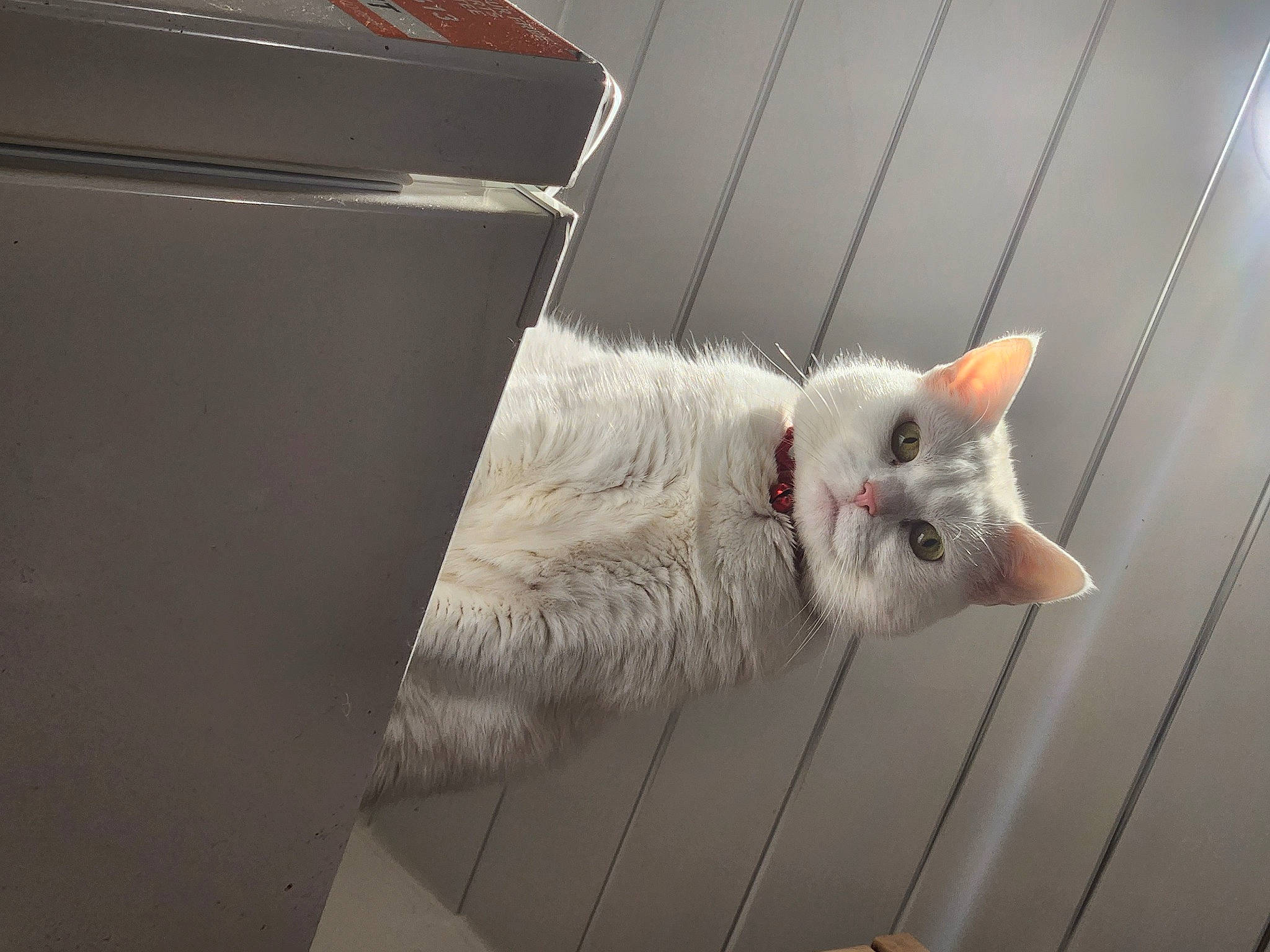 Luna joined the competition — help win amazing prizes! box, carnivore, cat, domestic_short_haired_cat, fawn, felidae, flooring, fur, paw, small_to_medium_sized_cats, snout, tail, whiskers, wood