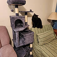 Priscilla is registered to the contest to win money with this photo: black_cat, cat, cat_tree, couch, cozy, cushion, feline, furniture, home, indoor, lamp, living_room, pet, pet_furniture, plush, relaxing, sitting_cat, striped_couch, wooden_floor, yellow_eyes