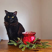 Priscilla Presley joined the competition — help win amazing prizes! animal, blackcat, bowl, cat, cookware, cup, flower, flowerarrangement, glass, goblet, hardwood, kitten, manx, pet, plant, pot, pottedplant, pottery, tree, wood