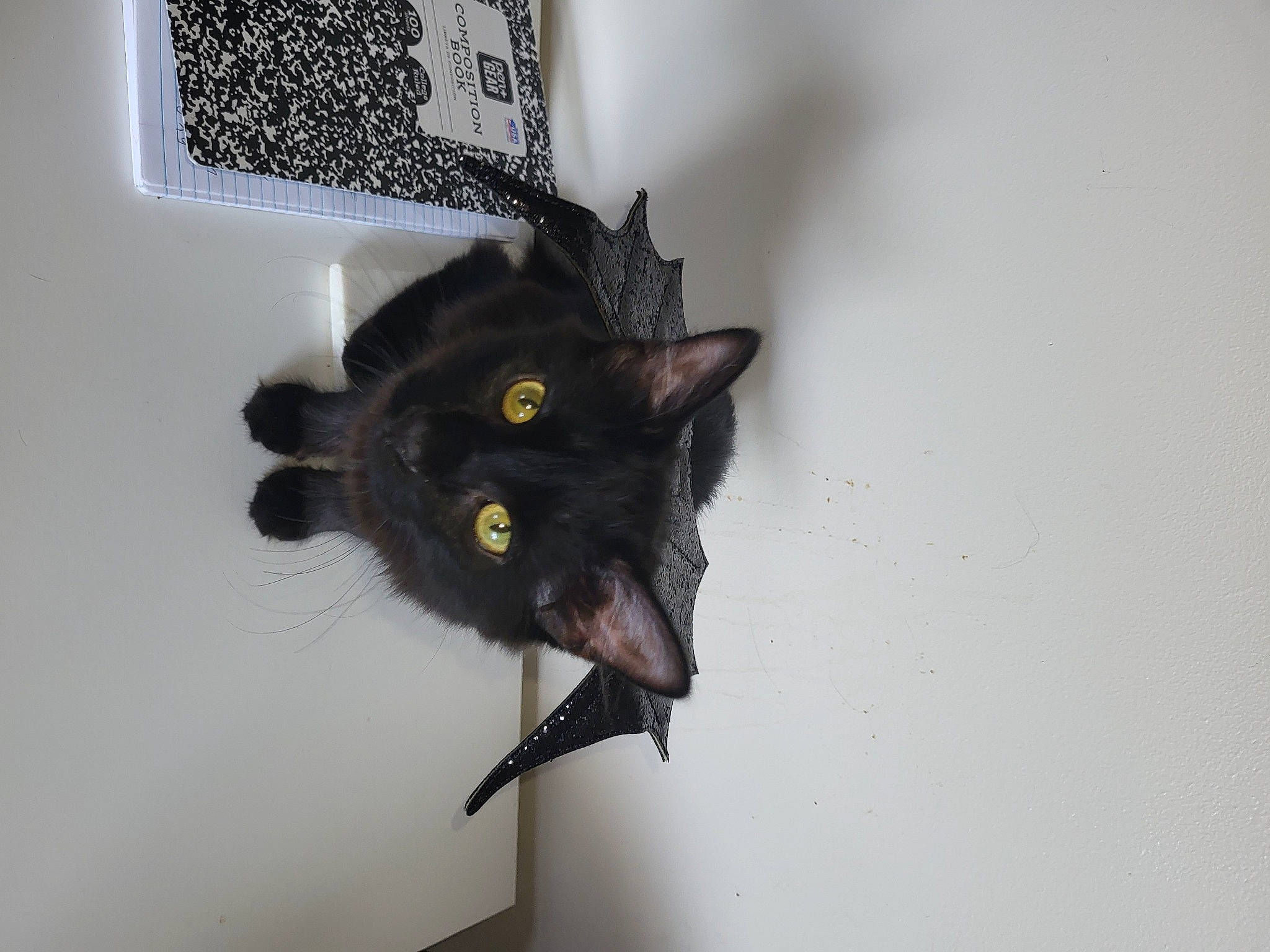 Priscilla Presley joined the competition — help win amazing prizes! black_cat, bombay, carnivore, cat, domestic_short_haired_cat, felidae, fur, room, small_to_medium_sized_cats, tail, whiskers, window