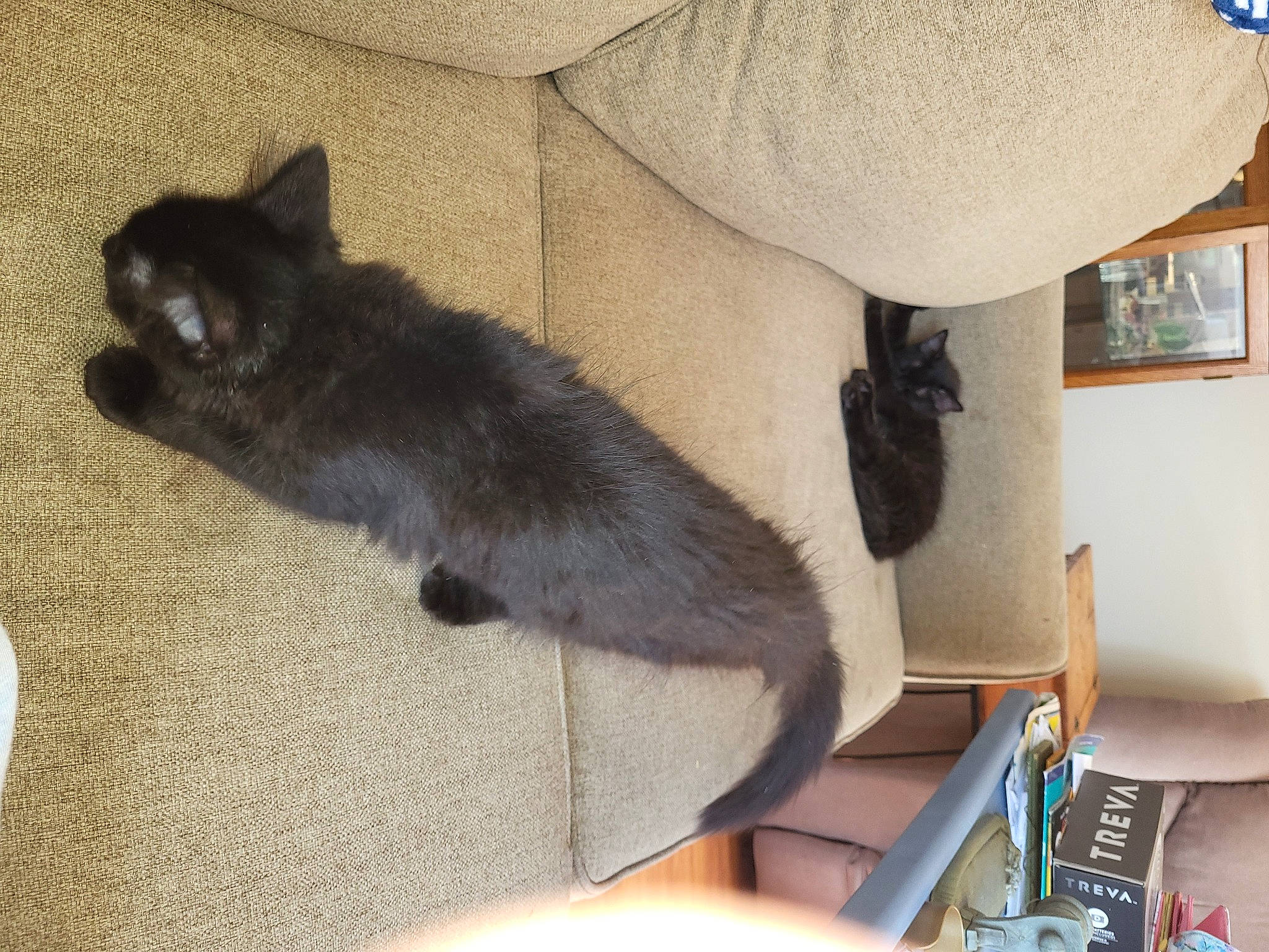 Priscilla Presley joined the competition — help win amazing prizes! black_cat, carnivore, cat, claw, comfort, domestic_short_haired_cat, felidae, flooring, fur, grey, nap, paw, room, small_to_medium_sized_cats, tail, whiskers