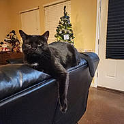 Bear joined the competition — help win amazing prizes! black_cat, cat, indoor, leather_couch, christmas_tree, holiday_decor, relaxed, paw, window_blinds, door, floor, decorations, furniture, living_room, animal, pet, cozy, night, home, festive
