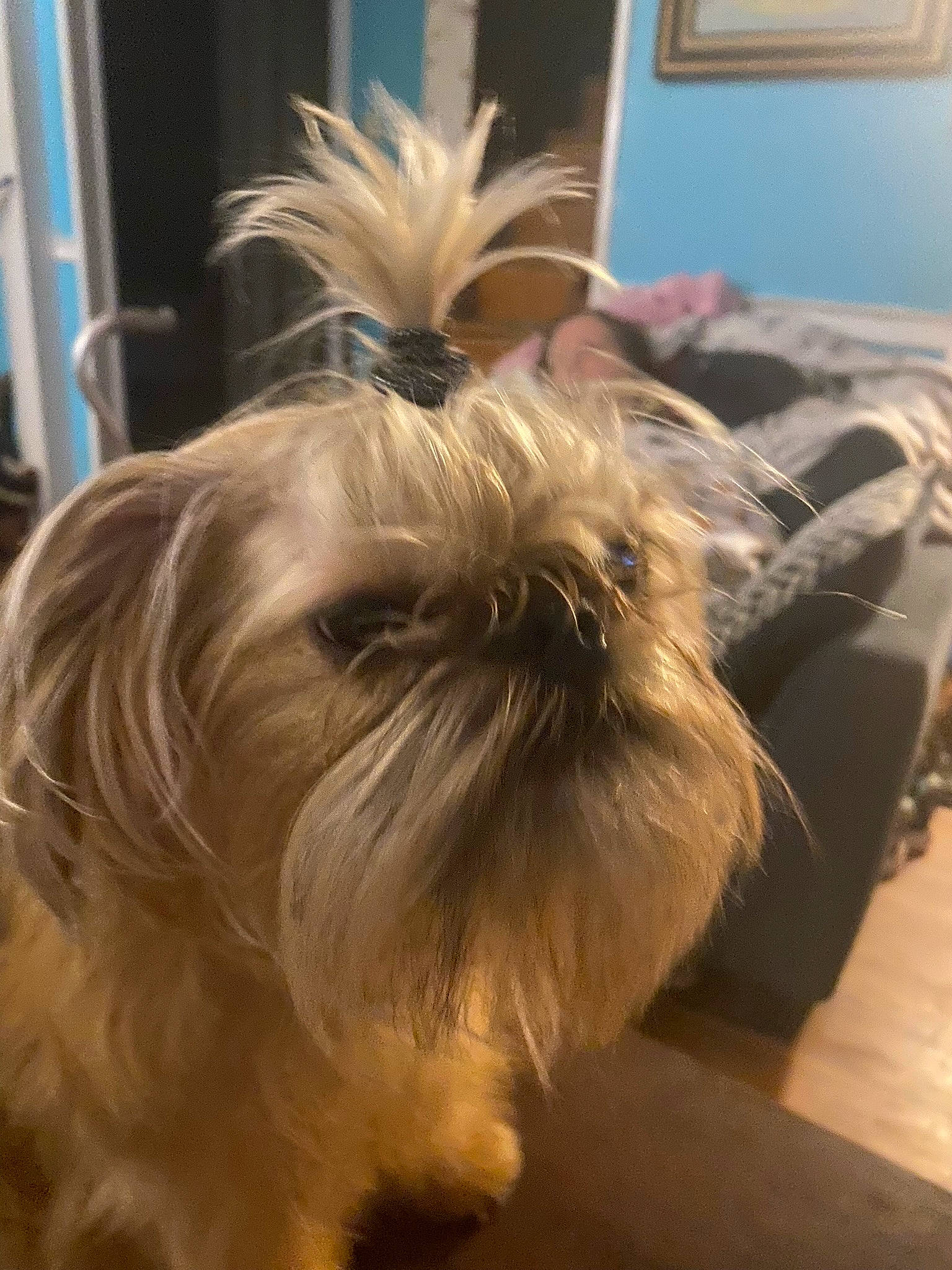 Delilah is registered to the contest to win money with this photo: canidae, carnivore, comfort, companion_dog, dog, dog_breed, fawn, fur, hardwood, liver, maltepoo, non_sporting_group, shih_tzu, small_terrier, snout, sporting_group, terrestrial_animal, terrier, toy_dog, working_animal