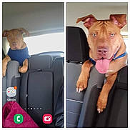 Bruno Mars joined the competition — help win amazing prizes! dog, brown_dog, blue_eyes, car_interior, backseat, seat, dog_wearing_sweater, dog_collar, pet, animal, playful, curious, vehicle, leisure, inside_car, canine, two_photos, portrait, close_up, seat_back