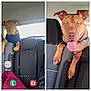 dog, brown_dog, blue_eyes, car_interior, backseat, seat, dog_wearing_sweater, dog_collar, pet, animal, playful, curious, vehicle, leisure, inside_car, canine, two_photos, portrait, close_up, seat_back