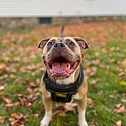 Violet is registered to the contest to win money with this photo: dog, happy, smiling, tongue_out, outdoor, grass, autumn, leaves, pet, canine, black_harness, brown_dog, white_paws, close_up, shallow_depth_of_field, playful, friendly, animal, nature, daylight