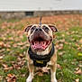 dog, happy, smiling, tongue_out, outdoor, grass, autumn, leaves, pet, canine, black_harness, brown_dog, white_paws, close_up, shallow_depth_of_field, playful, friendly, animal, nature, daylight