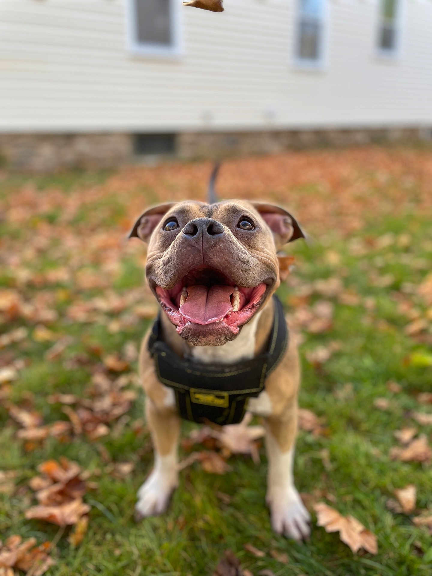 Violet is registered to the contest to win money with this photo: dog, happy, smiling, tongue_out, outdoor, grass, autumn, leaves, pet, canine, black_harness, brown_dog, white_paws, close_up, shallow_depth_of_field, playful, friendly, animal, nature, daylight