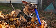 Violet is registered to the contest to win money with this photo: dog, autumn, leaves, playful, outdoor, pet, canine, fall, nature, yard, house, fence, garden_tools, daylight, happy, animal, brown_dog, blue_stick, leaf_pile, fun