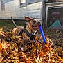 dog, autumn, leaves, playful, outdoor, pet, canine, fall, nature, yard, house, fence, garden_tools, daylight, happy, animal, brown_dog, blue_stick, leaf_pile, fun