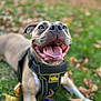 Violet is registered to the contest to win money with this photo: dog, canine, pet, happy, tongue_out, harness, grass, autumn, leaves, outdoor, animal, playful, smiling, closeup, muzzle, ears, brown_fur, white_paws, nature, daylight