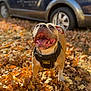Violet joined the competition — help win amazing prizes! dog, autumn, leaves, outdoor, pet, harness, vehicle, happy, panting, brown, canine, fall, nature, animal, parked_car, sunlight, closeup, smiling, playful, joyful