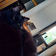 Shadow is registered to the contest to win money with this photo: cat, black_cat, indoor, window, blanket, furniture, relaxed, cozy, household, domestic, pet, animal, yellow_eyes, fur, resting, indoors, home, window_view, wall, door