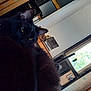 cat, black_cat, indoor, window, blanket, furniture, relaxed, cozy, household, domestic, pet, animal, yellow_eyes, fur, resting, indoors, home, window_view, wall, door