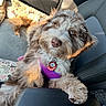 Calypso is registered to the contest to win money with this photo: animal, brown_fur, car, car_seat, collar, cute, dog, fluffy, fur, gray_fur, harness, indoor, looking_at_camera, lying_down, pet_tag, portrait, puppy, sitting, vehicle, white_fur