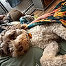 Calypso is registered to the contest to win money with this photo: animal, bed, bedroom, blanket, colorful_blanket, couch, cozy, curly_fur, dog, fluffy, home, indoor, lying_down, pet, pillow, portrait, relaxed, sleeping, sleepy, small_dog