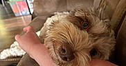 Calypso joined the competition — help win amazing prizes!  furry, animal, arms, brown, close_up, couch, cream, cuddling, dog, eyes, face, fluffy, home, indoors, nose, pet, portrait, puppy, relaxed, shaggy
