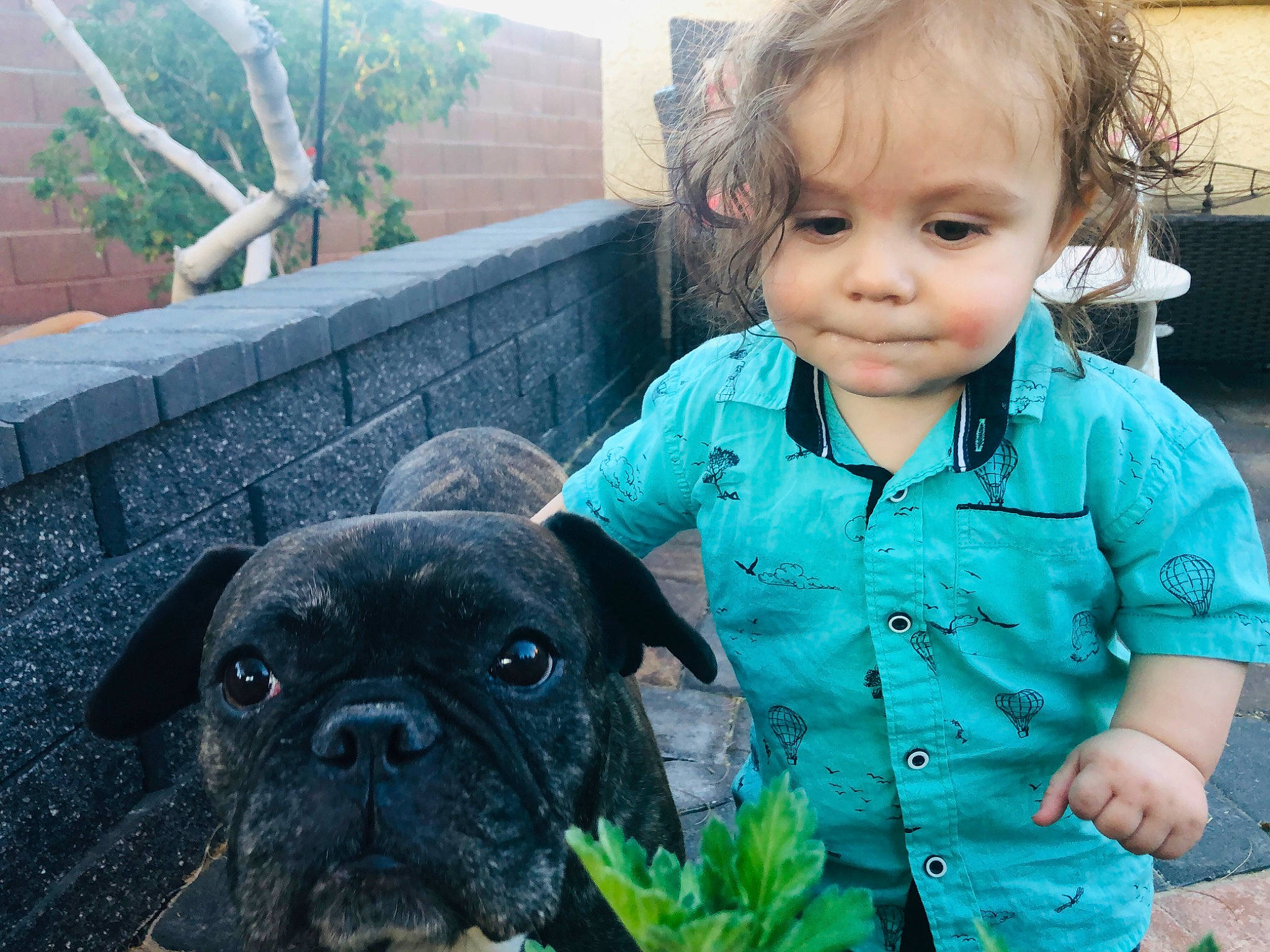 Atlas joined the competition — help win amazing prizes! baby_toddler_clothing, carnivore, companion_dog, dog, dog_breed, eye, fawn, grass, green, iris, organ, person, plant, pug, skin, snout, sporting_group, toddler, toy_dog, working_animal