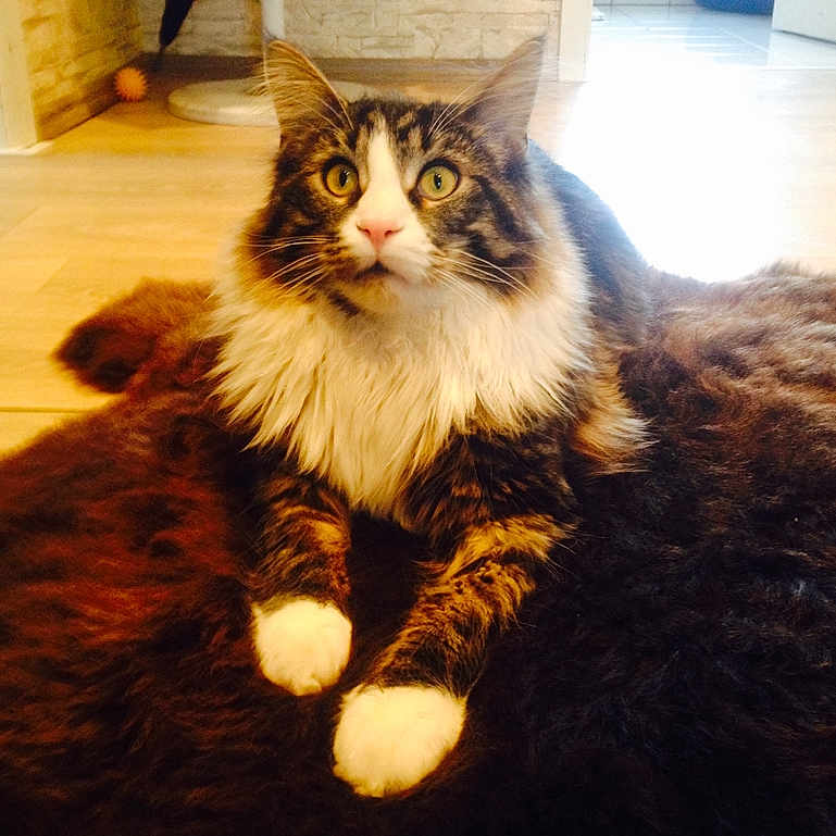 Baghira joined the competition — help win amazing prizes! animal, cat, cozy, curious, domestic, ears, eyes, feline, floor, fur, home, indoor, mammal, paws, pet, relaxed, rug, tabby, whiskers, white_paws