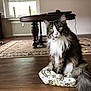 cat, tabby_cat, fur, sitting, indoor, wooden_floor, table, rug, window, candles, wrapping_paper, pet, domestic_animal, furniture, home, cozy, curtains, decor, tail, ears