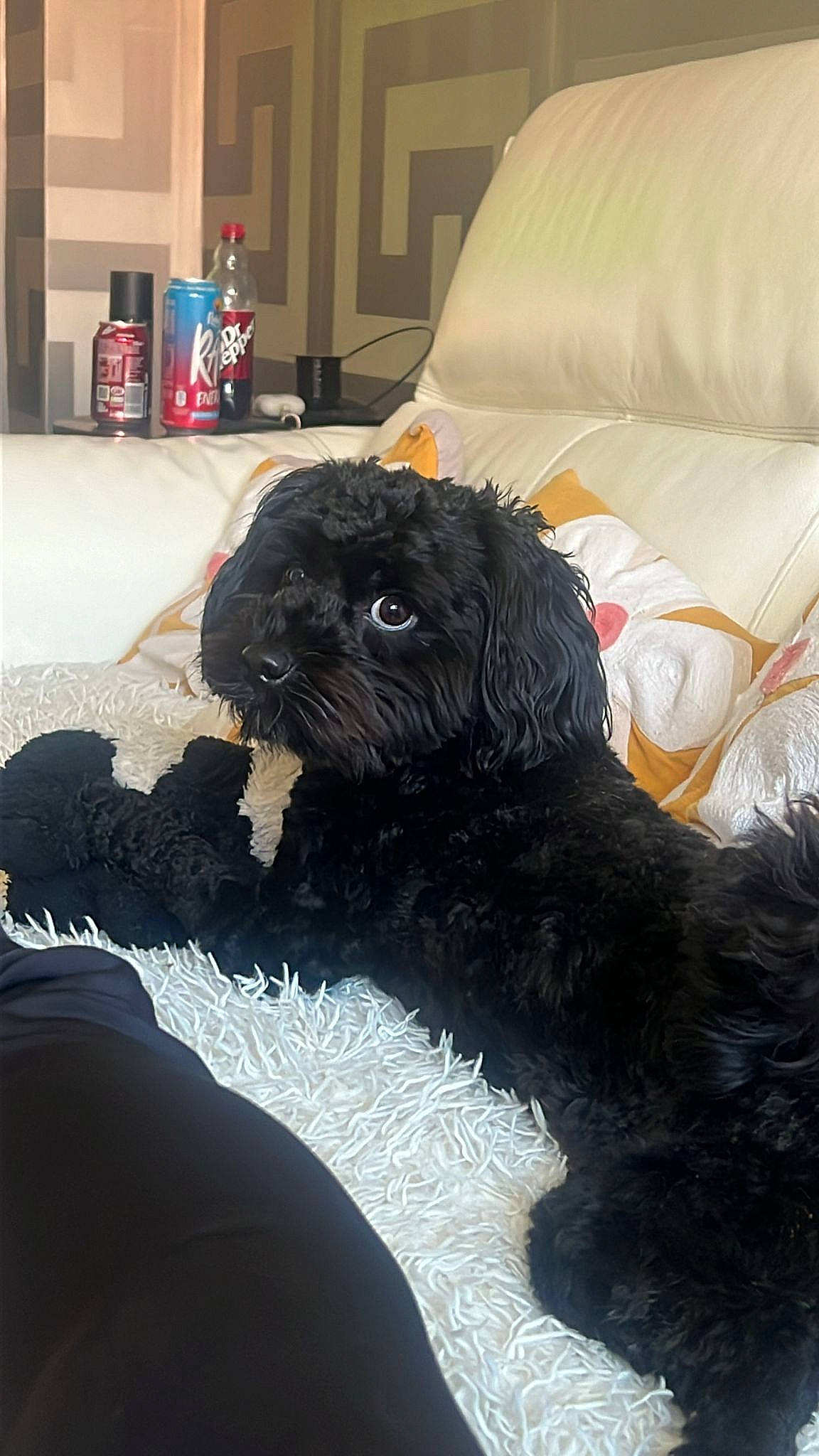 Dude joined the competition — help win amazing prizes! canidae, carnivore, comfort, companion_dog, dog, dog_breed, dog_supply, fawn, felidae, fur, liver, puppy_love, shih_poo, small_terrier, snout, sporting_group, tail, terrier, toy_dog, working_animal