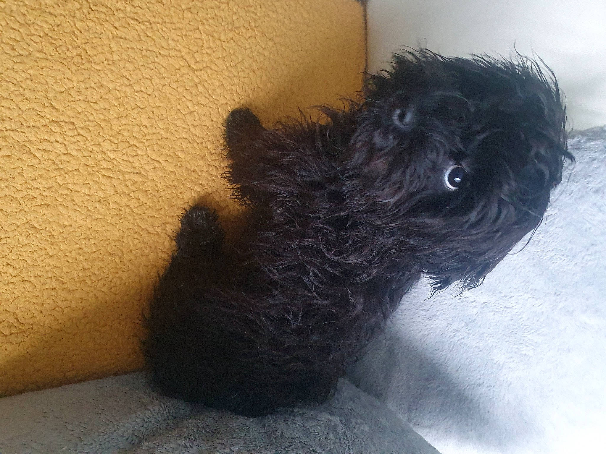 Dude is registered to the contest to win money with this photo: canidae, carnivore, companion_dog, dog, dog_breed, dog_supply, fur, liver, non_sporting_group, pet_supply, small_terrier, snout, sporting_group, tail, terrier, toy_dog, water_dog, working_animal, yorkipoo