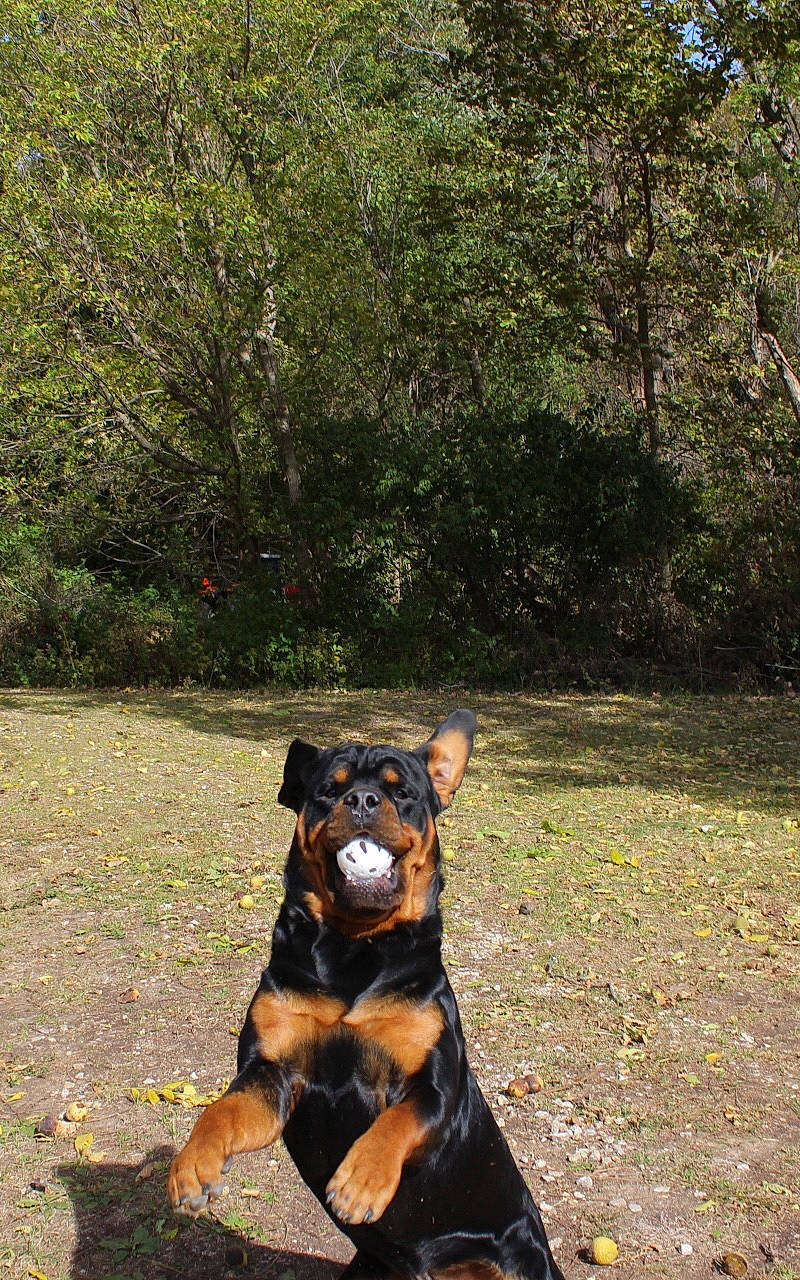 Cletus joined the competition — help win amazing prizes! canidae, carnivore, companion_dog, dog, dog_breed, fawn, garden, grass, guard_dog, landscape, plant, rottweiler, snout, sporting_group, tail, terrestrial_animal, toy_dog, tree, working_animal, working_dog